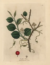 Flores blancas, zarcillos y bayas rojas de smilax chino