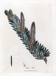 Abeto blanco o común - Abeto plateado, Abies alba. Grabado en cobre coloreado a mano de una ilustración botánica de James Sowerby extraída de "Medical Botany" de William Woodville y Sir William Jackson Hooker, John Bohn, Londres.