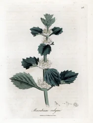 Marrubio blanco o común - Marrubio blanco, Marubium vulgare. Grabado en cobre coloreado a mano de una ilustración botánica de James Sowerby extraída de "Medical Botany" de William Woodville y Sir William Jackson Hooker, John Bohn, Londres.