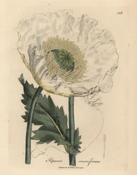 Amapola blanca, Papaver somniferum