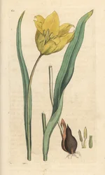 Wild tulip, Tulipa sylvestris (tulipán silvestre) Grabado en cobre coloreado a mano según una ilustración de James Sowerby de James Smith