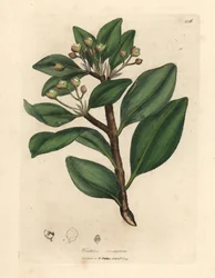 Árbol de corteza de invierno, Wintera aromatica, Drimys winteri