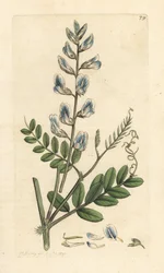 Vicia silvática (vesce des bois) Grabado en cobre coloreado a mano según una ilustración de James Sowerby de James Smith