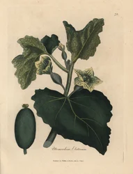 Flor amarilla, hojas y fruto del pepino chorreante, Momordica elaterium
