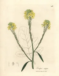 Mostaza negra de flor amarilla, Sinapis nigra