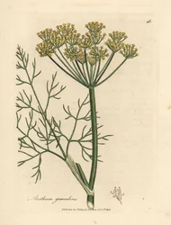 Eneldo de flor amarilla, Anethum graveolens