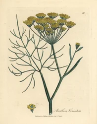 Hinojo de flor amarilla, Anethum foeniculum