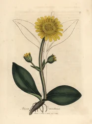 Árnica de montaña de flor amarilla, Arnica montana