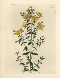 Hierba de San Juan perforada de flor amarilla, Hypericum perforatum