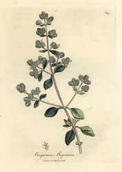 Mejorana dulce de flor amarilla, Origanum majorana