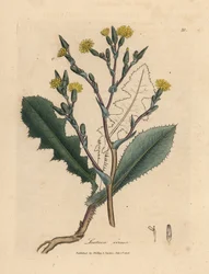 Lechuga silvestre de flor amarilla, Lactuca virosa
