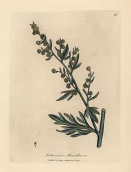 Ajenjo de flor amarilla, Artemisia absinthium