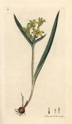 Estrella amarilla de Belén, Gagea lutea (Ornithogalum luteum) (gagee jaune) Grabado en cobre coloreado a mano según una ilustración de James Sowerby de Botánica inglesa de James Smith, Londres.