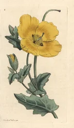 Yellowhorn poppy, Glaucium flavum (Chelidonium glaucium) Grabado en cobre coloreado a mano según una ilustración de James Sowerby de James Smith