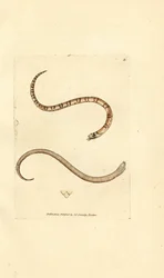 Serpiente lisa joven, Coronella austriaca (serpiente de Dumfriesshire, Coluber dumfrisiensis). Grabado en cobre coloreado a mano por James Sowerby de The British Miscellany, or Coloured figures of new, rare, or little known animal subjects.