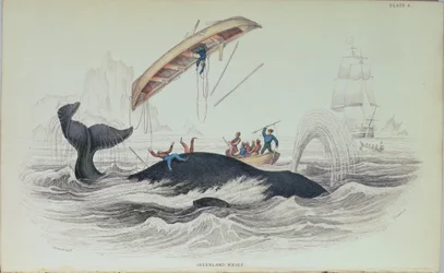 Ballena de Groenlandia, ilustración de libro grabada por William Home Lizars (1788-1859)