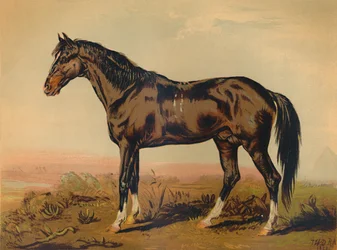 Un caballo de Dongola, c. 1850