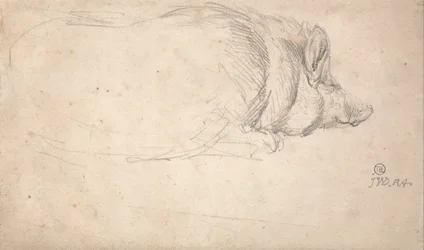 Un cerdo, durmiendo