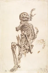 Un esqueleto humano (recto)