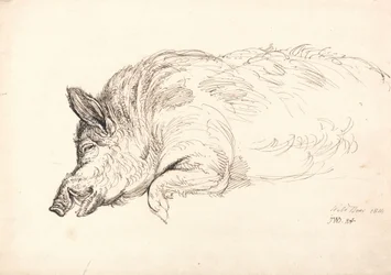Un jabalí, dormido o muerto, 1814