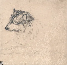 Perro del Ártico, mirando a la izquierda