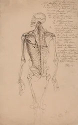 Dibujo del esqueleto de un hombre