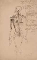 Dibujo del esqueleto de un hombre