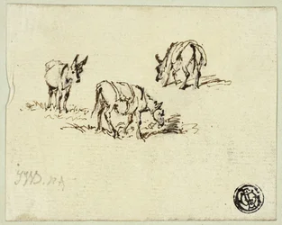 Caballos y mulas pastando