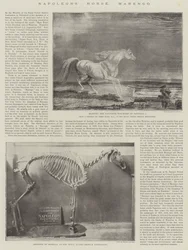 El Caballo de Napoleón, Marengo