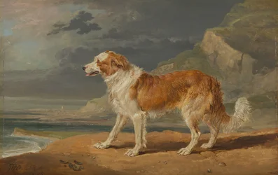 Collie de pelo duro
