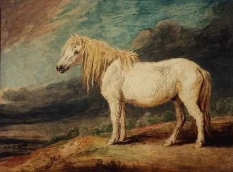 Poni de Shetland