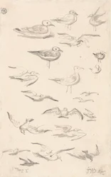 Estudios sobre gaviotas
