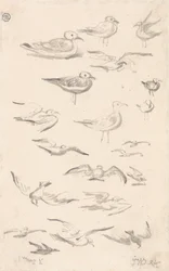 Estudios sobre gaviotas