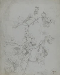 Estudio de una planta trepadora (familia de la calabaza)
