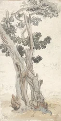 Estudio de un árbol
