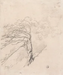 Árbol en una ladera
