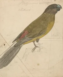 El loro