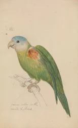 El loro
