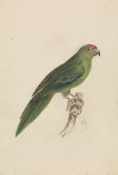 El loro
