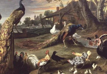 Pavo real y otras aves en un paisaje