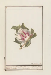 Hibisco (Hibiscus syriacus)
Althea met witte enkel Blomme. / althea flore - albo simplici. / althea a fleur blanche simple (título en el objeto)