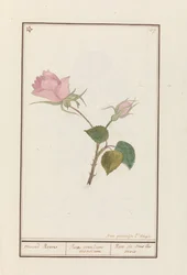 Roos (Rosa)
maend Roose / Rosa omnium mensium / Rose de tous les mois (título en el objeto)