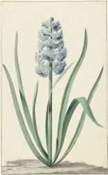 El jacinto azul Franciscus Primus
