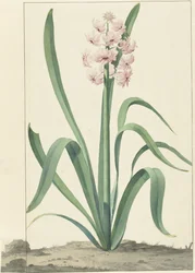 El jacinto rosa Rex Rubrorum