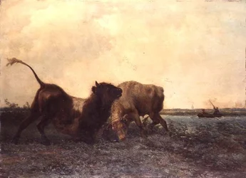 Toros Luchando