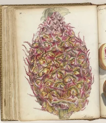 Piña
