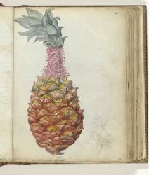 Piña