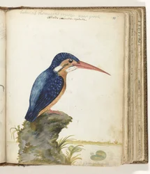 Martín pescador de orejas azules