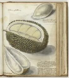 durián