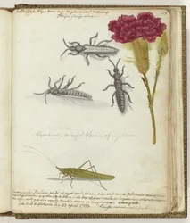 Escarabajo holandés y saltamontes de arroz javanés